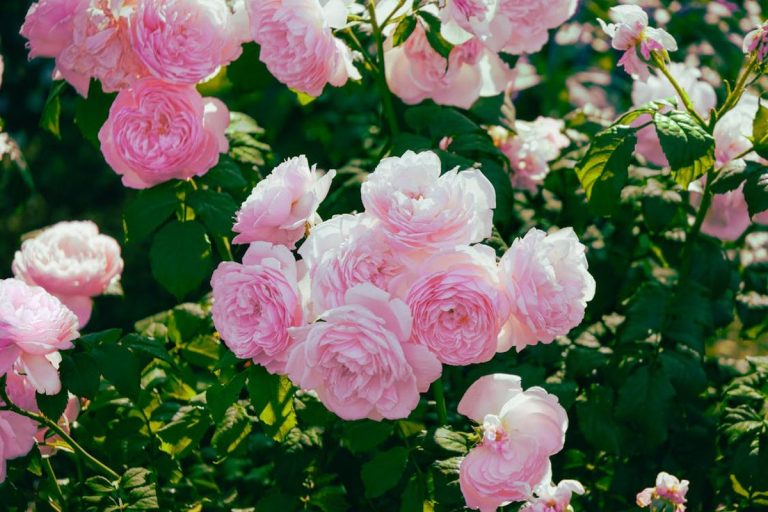 Cum trebuie îngrijiți trandafirii în luna august. Acest pas simplu îți garantează flori mai multe anul viitor