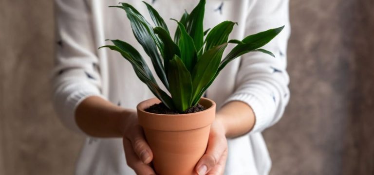 11 plante de apartament ideale pentru a face un cadou special celor dragi