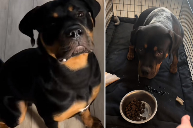 Carl, Rottweilerul care nu mănâncă fără rugăciune. Patrupedul a făcut senzație pe TikTok