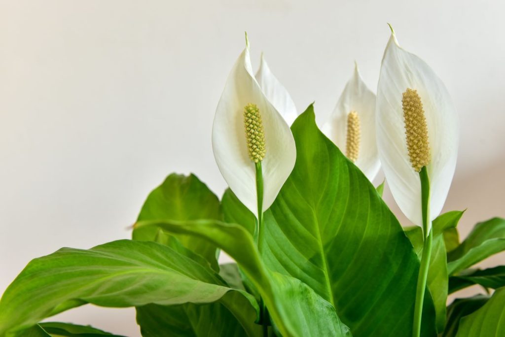Crinul păcii (Spathiphyllum)