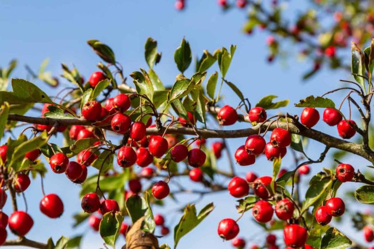 Fructul de toamnă care protejează inima: beneficii și mod de consum