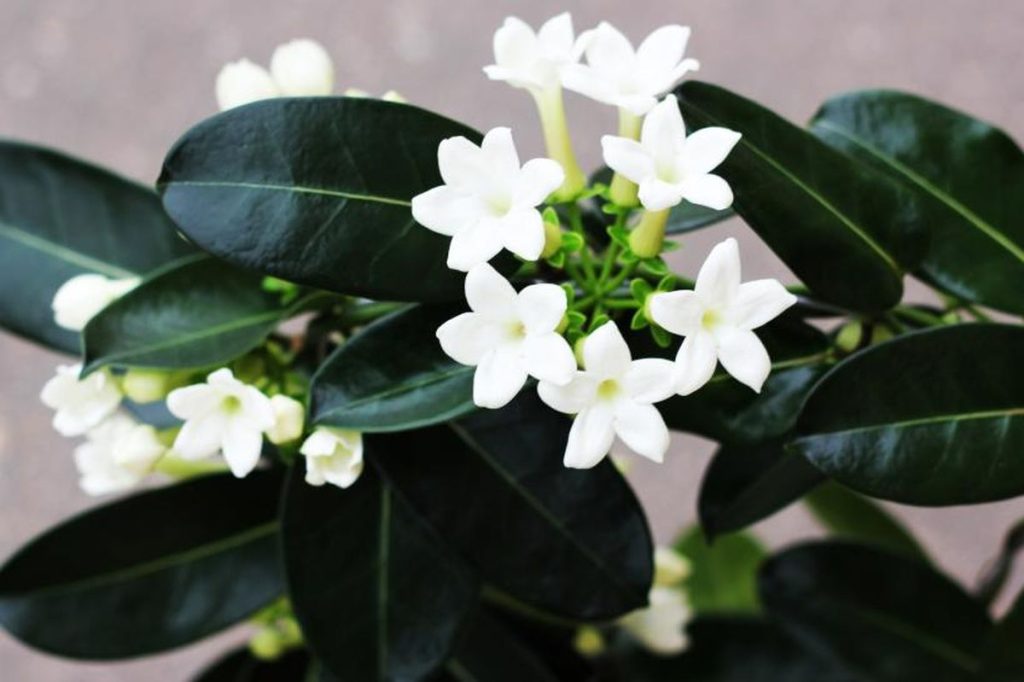 Iasomia de Madagascar (Stephanotis Floribunda)