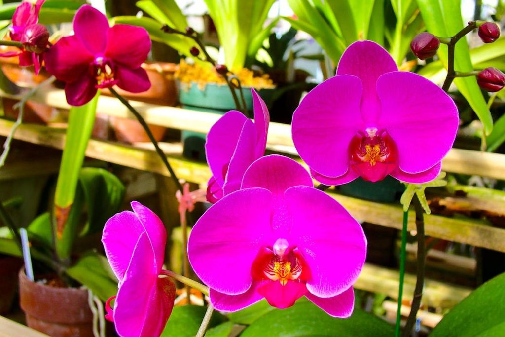 Orhideea Phalaenopsis