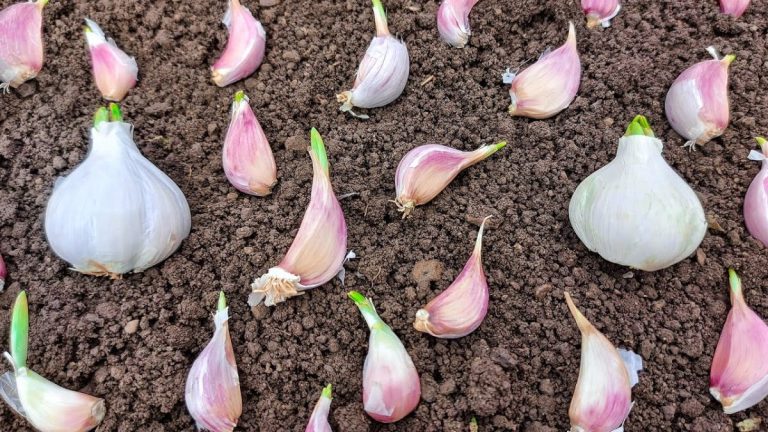 Plantarea usturoiului toamna: de ce acum este momentul perfect