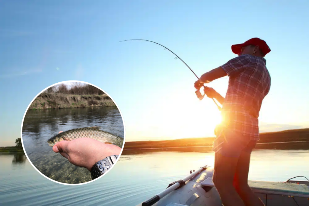 Specii de pești din România